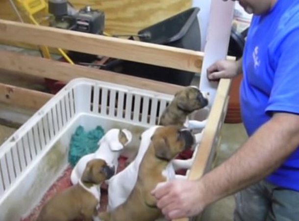 Father Starts Singing To Little Pups, Seconds Later, Mom Records Moment That Warms The Hearts Of The Internet - picture 2