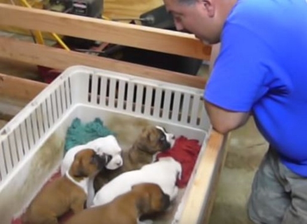 Father Starts Singing To Little Pups, Seconds Later, Mom Records Moment That Warms The Hearts Of The Internet - picture 3