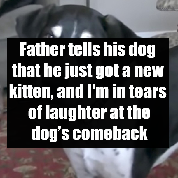 Father tells his dog that he just got a new kitten, and I'm in tears of laughter at the dog’s comeback