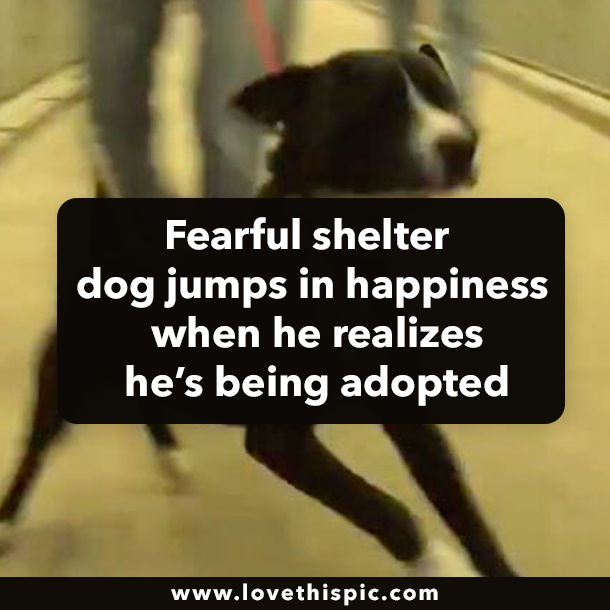 Fearful shelter dog jumps in happiness when he realizes he’s being adopted
