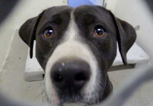 Fearful shelter dog jumps in happiness when he realizes he’s being adopted - picture 2