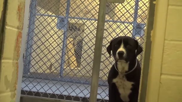 Fearful shelter dog jumps in happiness when he realizes he’s being adopted - picture 3