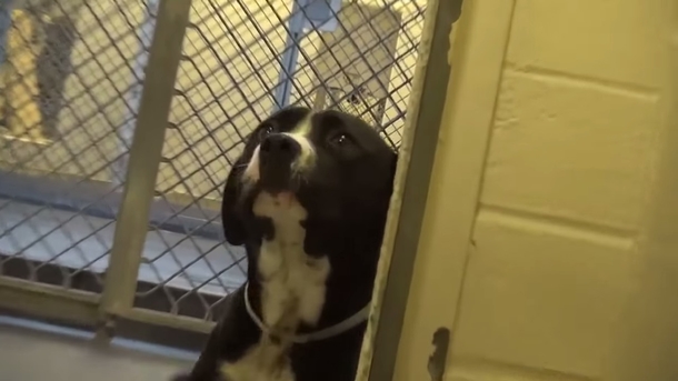 Fearful shelter dog jumps in happiness when he realizes he’s being adopted - picture 4