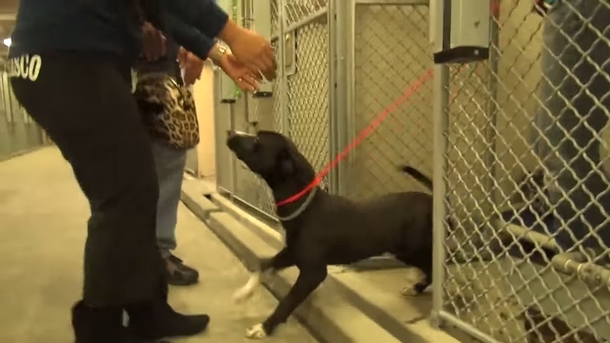 Fearful shelter dog jumps in happiness when he realizes he’s being adopted - picture 5