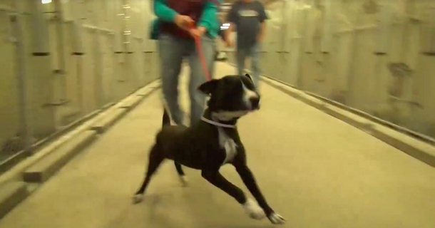 Fearful shelter dog jumps in happiness when he realizes he’s being adopted - picture 6
