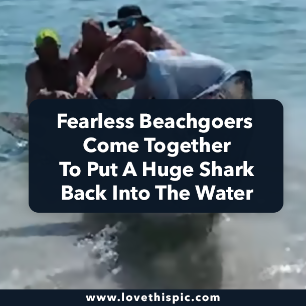 Fearless Beachgoers Come Together To Put A Huge Shark Back Into The Water
