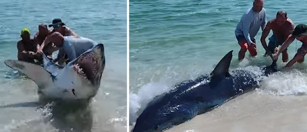 Fearless Beachgoers Come Together To Put A Huge Shark Back Into The Water - picture 2