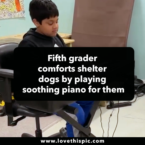 Fifth grader comforts shelter dogs by playing soothing piano for them