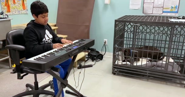Fifth grader comforts shelter dogs by playing soothing piano for them - picture 2
