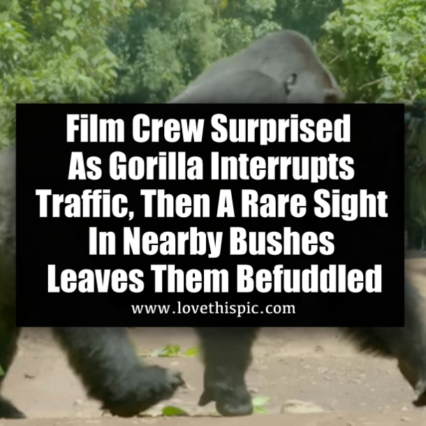 Film Crew Surprised As Gorilla Interrupts Traffic, Then A Rare Sight In Nearby Bushes Leaves Them Befuddled