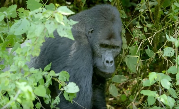 Film Crew Surprised As Gorilla Interrupts Traffic, Then A Rare Sight In Nearby Bushes Leaves Them Befuddled - picture 2