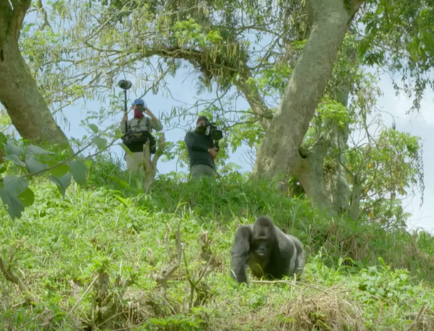 Film Crew Surprised As Gorilla Interrupts Traffic, Then A Rare Sight In Nearby Bushes Leaves Them Befuddled - picture 3