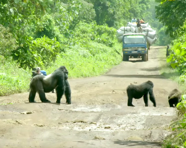 Film Crew Surprised As Gorilla Interrupts Traffic, Then A Rare Sight In Nearby Bushes Leaves Them Befuddled - picture 4