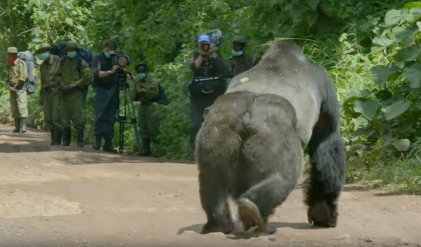 Film Crew Surprised As Gorilla Interrupts Traffic, Then A Rare Sight In Nearby Bushes Leaves Them Befuddled - picture 5