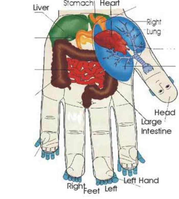 Fingers Say Alot About Your Health, Find Out How! - picture 3