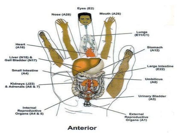 Fingers Say Alot About Your Health, Find Out How! - picture 4