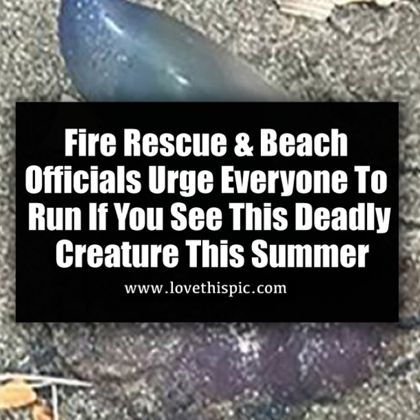 Fire Rescue & Beach Officials Urge Everyone To Run If You See This Deadly Creature This Summer