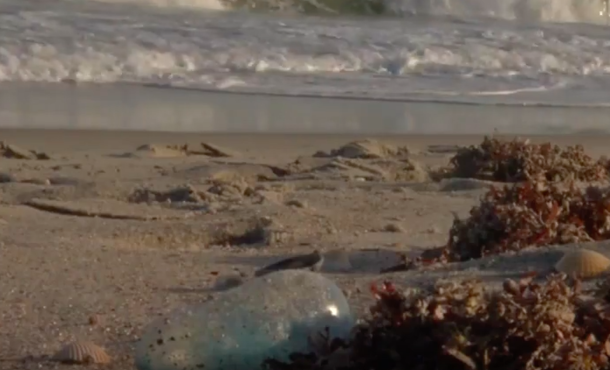Fire Rescue & Beach Officials Urge Everyone To Run If You See This Deadly Creature This Summer - picture 2