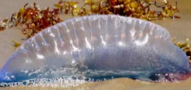Fire Rescue & Beach Officials Urge Everyone To Run If You See This Deadly Creature This Summer - picture 3