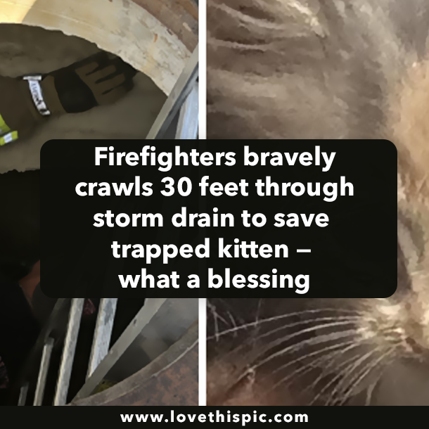 Firefighters bravely crawls 30 feet through storm drain to save trapped kitten — what a blessing