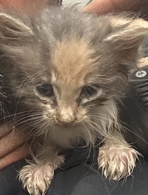 Firefighters bravely crawls 30 feet through storm drain to save trapped kitten — what a blessing - picture 3