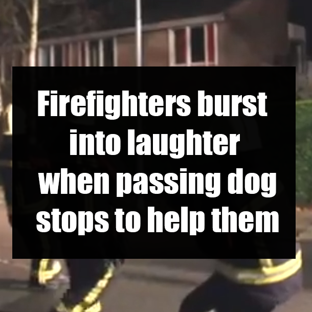 Firefighters burst into laughter when passing dog stops to help them
