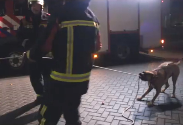 Firefighters burst into laughter when passing dog stops to help them - picture 2