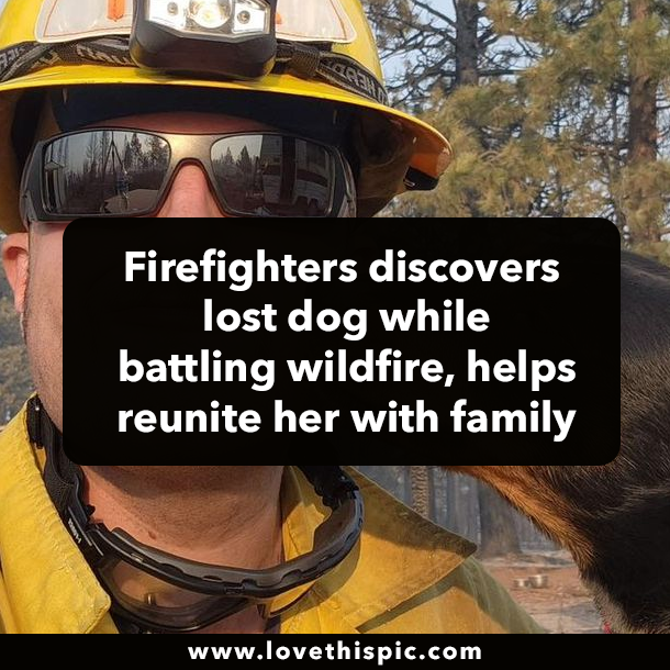 Firefighters discovers lost dog while battling wildfire, helps reunite her with family