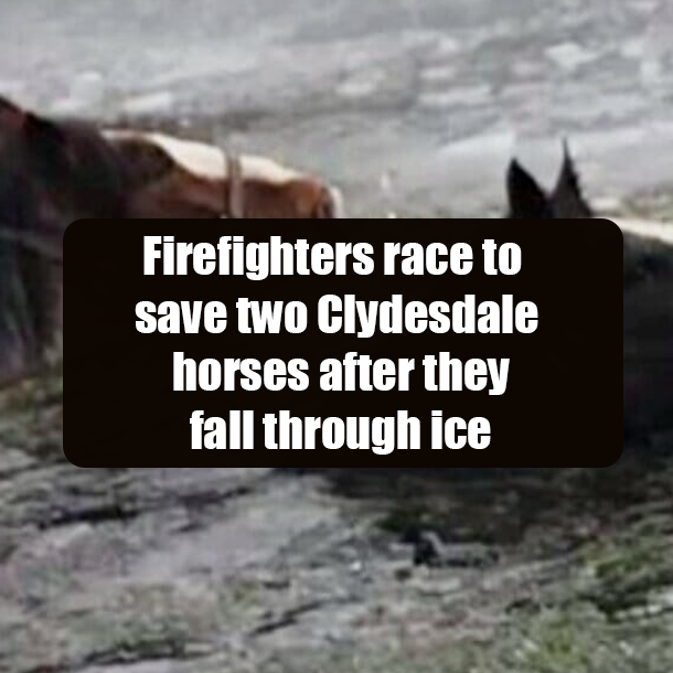 Firefighters race to save two Clydesdale horses after they fall through ice