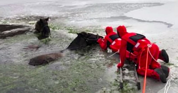 Firefighters race to save two Clydesdale horses after they fall through ice - picture 2