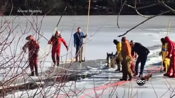 Firefighters race to save two Clydesdale horses after they fall through ice - picture 4