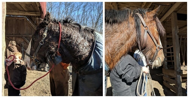 Firefighters race to save two Clydesdale horses after they fall through ice - picture 5
