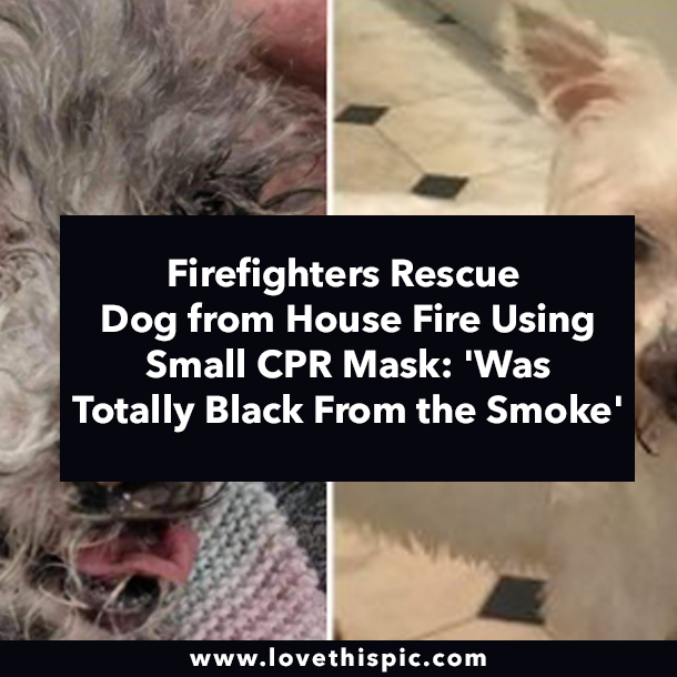 Firefighters Rescue Dog from House Fire Using Small CPR Mask: 'Was Totally Black From the Smoke'