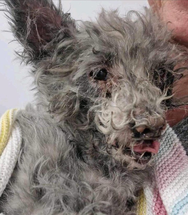 Firefighters Rescue Dog from House Fire Using Small CPR Mask: 'Was Totally Black From the Smoke' - picture 2