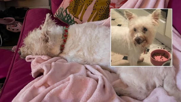 Firefighters Rescue Dog from House Fire Using Small CPR Mask: 'Was Totally Black From the Smoke' - picture 3