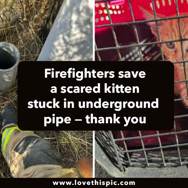 Firefighters save a scared kitten stuck in underground pipe — thank you