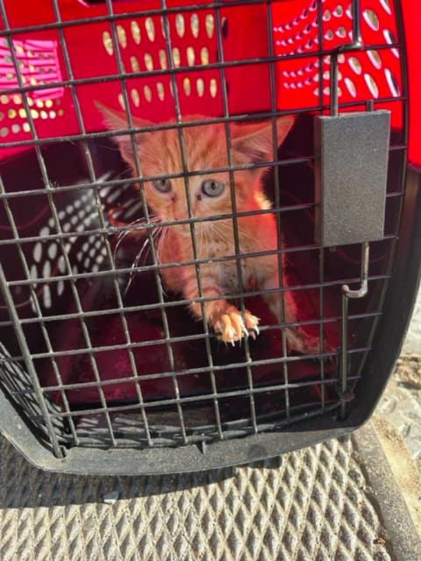 Firefighters save a scared kitten stuck in underground pipe — thank you - picture 3