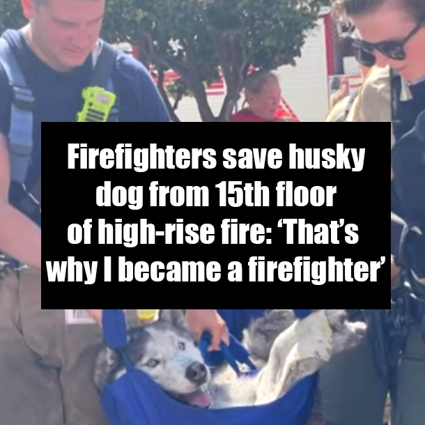 Firefighters save husky dog from 15th floor of high-rise fire: ‘That’s why I became a firefighter’