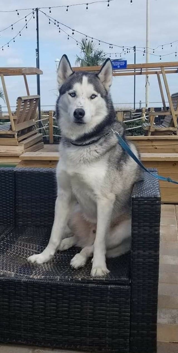 Firefighters save husky dog from 15th floor of high-rise fire: ‘That’s why I became a firefighter’ - picture 3