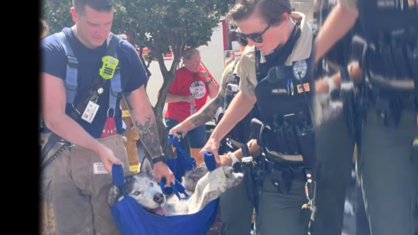 Firefighters save husky dog from 15th floor of high-rise fire: ‘That’s why I became a firefighter’ - picture 4