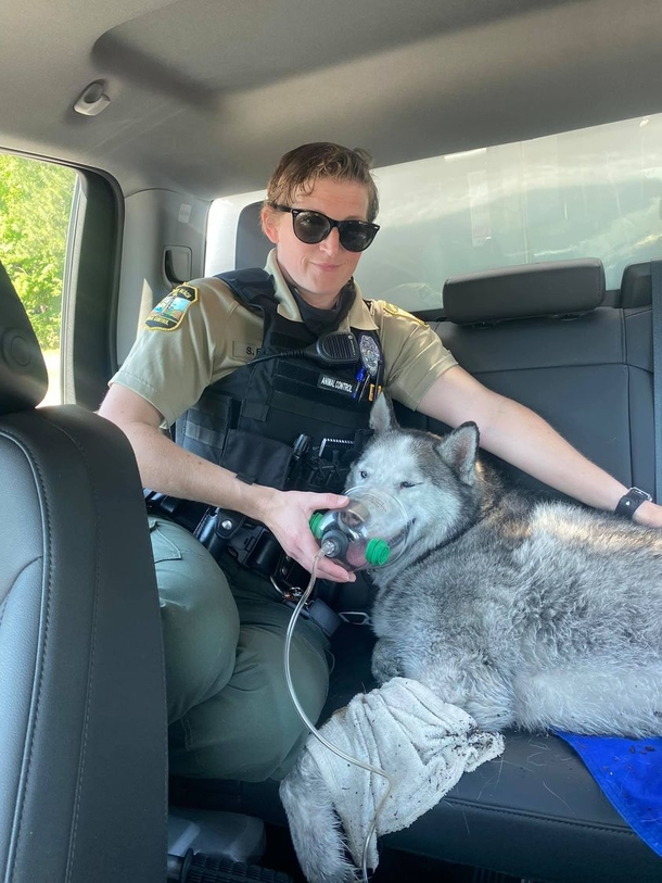 Firefighters save husky dog from 15th floor of high-rise fire: ‘That’s why I became a firefighter’ - picture 5