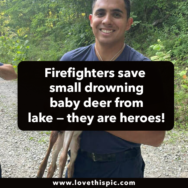 Firefighters save small drowning baby deer from lake — they are heroes!