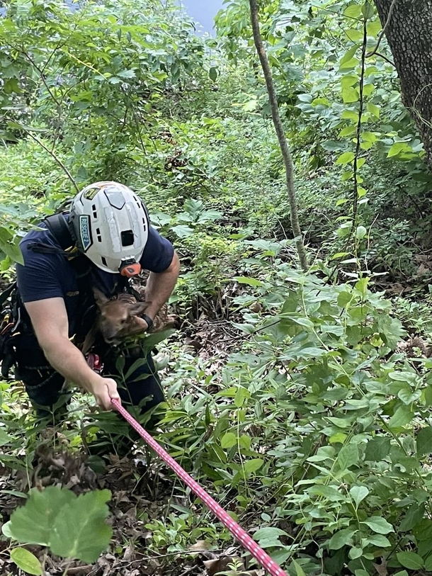Firefighters save small drowning baby deer from lake — they are heroes! - picture 3
