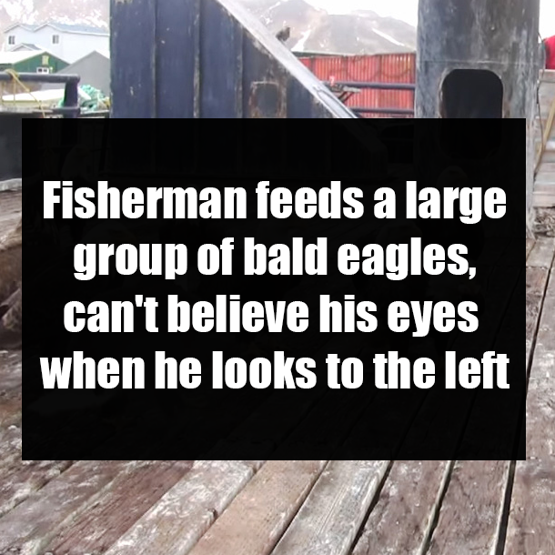 Fisherman feeds a large group of bald eagles, can't believe his eyes when he looks to the left