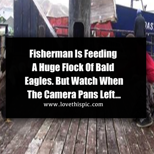 Fisherman Is Feeding A Huge Flock Of Bald Eagles. But Watch When The Camera Pans Left…