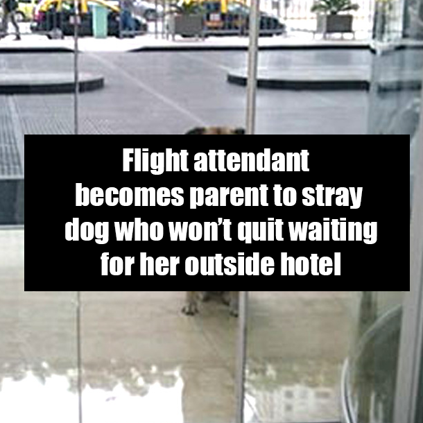 Flight attendant becomes parent to stray dog who won’t quit waiting for her outside hotel