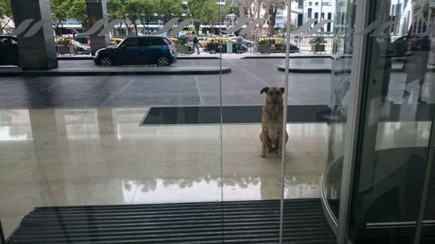 Flight attendant becomes parent to stray dog who won’t quit waiting for her outside hotel - picture 2