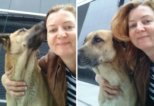 Flight attendant becomes parent to stray dog who won’t quit waiting for her outside hotel - picture 4