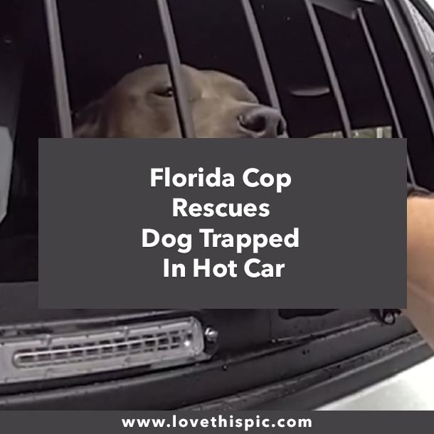 Florida Cop Rescues Dog Trapped In Hot Car