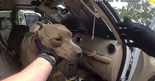 Florida Cop Rescues Dog Trapped In Hot Car - picture 3